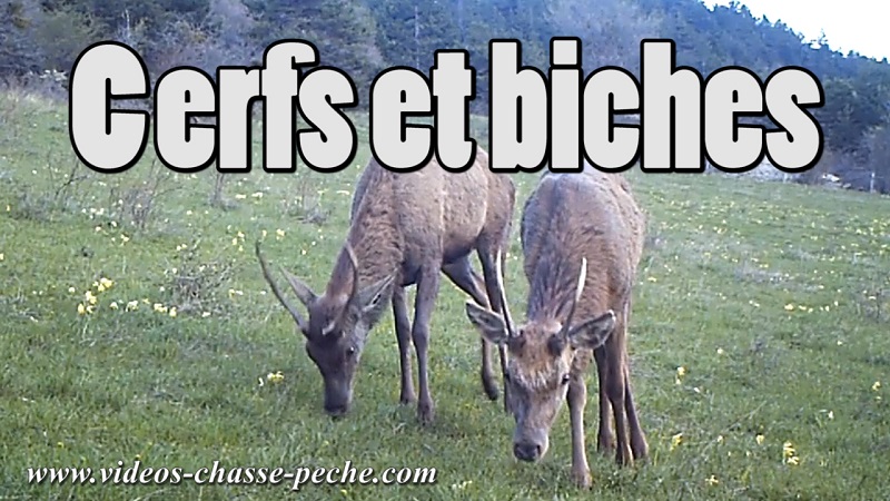 cerfs